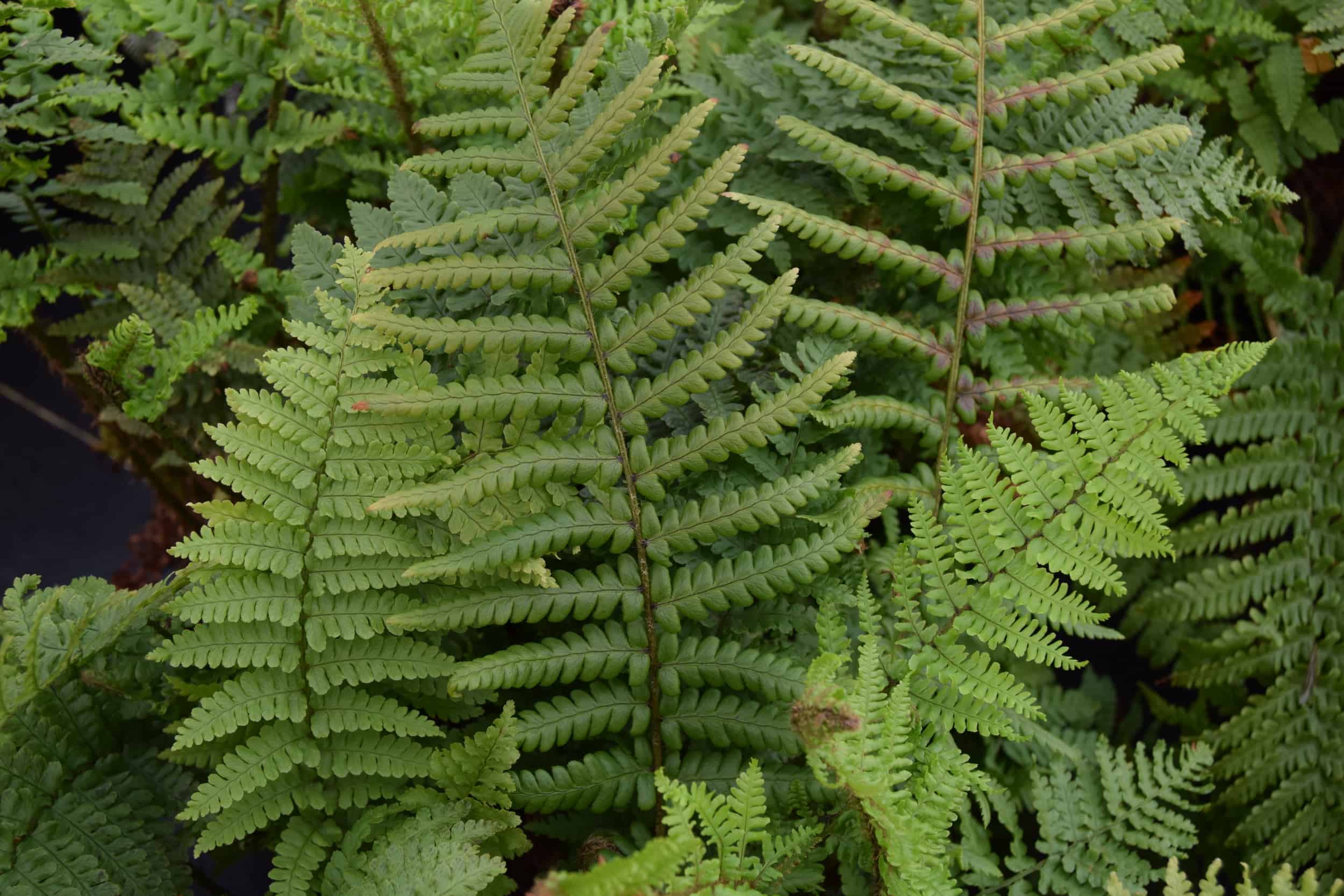 Dryopteris affinis Crispa Group